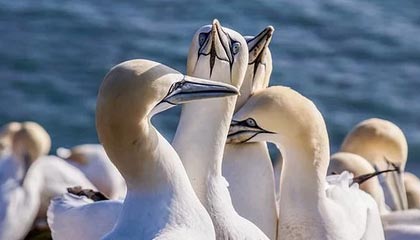 Kaiyun官方登录入口-马赛新援闪耀欧洲赛场，成为球队新核心，马赛联赛